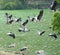 Flying painted storks