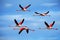 Flying pair of nice pink big bird Greater Flamingo, Phoenicopterus ruber, with clear blue sky with clouds, Camargue, France