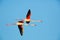 Flying pair of nice pink big bird Greater Flamingo, Phoenicopterus ruber, with clear blue syk, Camargue, France