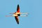 Flying pair of nice pink big bird Greater Flamingo, Phoenicopterus ruber, with clear blue syk, Camargue, France. Greater Flamingo,