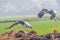 Flying pair of Sarus Crane