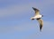 Flying Pallas`s Gull over the blue sky