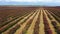 Flying past the rows of blueberry bushes in the fall. Autumn shades of berries, red, burgundy. Aerial footage