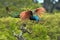 A flying peacock. Pavo cristatus.