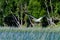 Flying Pelican at Child`s Lake in Duck Mountain Provincial Park, Manitoba, Canada