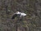 Flying Pelican Goat Rock Beach California