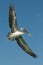 Flying pelican, los roques islands, venezuela