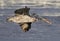Flying Pelican in Profile over Water