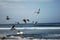 Flying pelicans