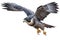 Flying Peregrine Falcons Isolate on white Background.