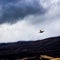 Flying pheasant, Aviemore, Scotland, United Kingdom.