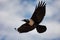 Flying Pied Crow Ethiopia Africa safari wildlife