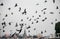 Flying pigeons