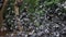 Flying Pigeons in the middle of the lustful greenery background at Cubbon Park, Bangalore , India