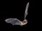 Flying Pipistrelle Bat on black background