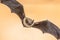 Flying Pipistrelle bat on brown background