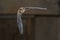 Flying Pipistrelle bat on wooden loft