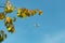 Flying plane in the blue sky with yellow leaves of a tree in the foreground