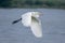 Flying Pond Heron upon Lake