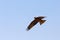 Flying predator bird falcon, okavango, Botswana