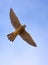 Flying predator - common kestrel Falco tinnunculus Turmfalke im Flug