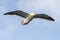 Flying Predatory Seagulls