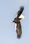 Flying Predatory Stellers Sea-eagle