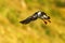 Flying puffin, Atlantic Puffin, Fratercula artica, arctic black and white cute bird with red bill on yellow background