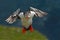 Flying puffin. Cute bird on the rock cliff. Atlantic Puffin, Fratercula artica, artic black and white cute bird with red bill