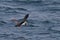 Flying puffin with sandeels in its beak