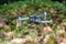 Flying quadrocopter on a background of green foliage, close-up