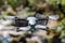 Flying quadrocopter on a background of green foliage, close-up