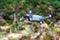Flying quadrocopter on a background of green foliage, close-up