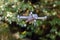 Flying quadrocopter on a background of green foliage, close-up