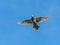 Flying racing pigeon with wings spread wide open