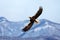 Flying rare eagle. Steller\'s sea eagle, Haliaeetus pelagicus, flying bird of prey. Hokkaido, Japan.