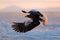 Flying rare eagle. Stellerl`s sea eagle, Haliaeetus pelagicus, flying bird of prey, with blue sky in background, Hokkaido, Japan.