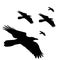 Flying ravens illustration, nature raven banner, animal rescue foundation, flying raven bird.