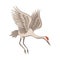 Flying red-crowned crane. Beautiful bird with large wings, long thin beak, legs and neck. Flat vector icon