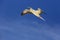 Flying Red Footed Booby