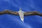 Flying Red Footed Booby