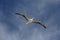 Flying Red Footed Booby