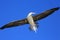 Flying Red-Footed Booby Bird