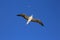 Flying Red-Footed Booby Bird