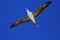 Flying Red-Footed Booby Bird in the blue sky