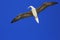 Flying Red-Footed Booby Bird in the blue sky