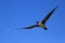 Flying Red-Footed Booby Juvenile