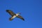 Flying Red-Footed Booby Juvenile