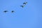 Flying red-shouldered macaw in the wild, Diopsittaca Nobilis, Aquidauana, Mato Grosso Do Sul, Brazil