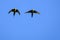 Flying red-shouldered macaw in the wild, Diopsittaca Nobilis, Aquidauana, Mato Grosso Do Sul, Brazil